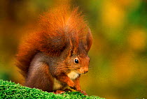 Red squirrel portrait {Sciurus vulgaris}