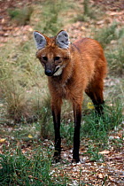 Maned wolf {Chrysocyon brachyurus} Endangered species, South America