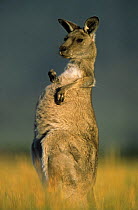 Eastern grey kangaroo {Macropus giganteus}  female scratching belly, Australia