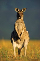 Eastern grey kangaroo {Macropus giganteus} portrait, Australia