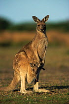 Eastern grey kangaroo female with joey peering out of pouch {Macropus giganteus}. Wilson Promontory NP Australia
