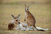 Eastern grey kangaroo female with joey {Macropus giganteus} Wilson Promontory NP Australia