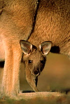 Eastern grey kangaroo joey looking out of pouch, Wilsons Promontory NP Australia