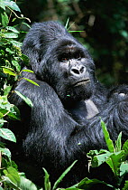 Mountain gorilla male portrait {Gorilla beringei} Mgahinga NP, Uganda