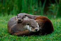 European river otters {Lutra lutra} Europe