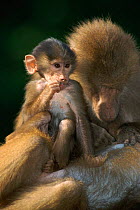 Hamadryas baboon with young {Papio hamadryas} Native to Africa
