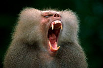 Hamadryas baboon male threat display {Papio hamadryas}  Africa