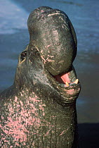 Northern elephant seal male {Mirounga angustirostris} close-up of head and proboscis. California, USA