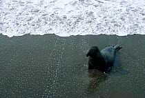 Northern elephant seal male on seashore {Mirounga angustirostris} California, USA
