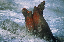 Two Northern elephant seal (Mirounga angustirostris) males fighting for dominance, California, USA