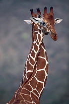 Giraffes necking {Giraffa camelopardalis} - play fighting. East Africa