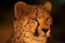 Young Cheetah face portrait {Acinonyx jubatus}, Zimbabwe, South Africa