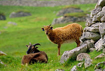 Soay sheep (domestic) Hirta St Kilda, Scotland, UK