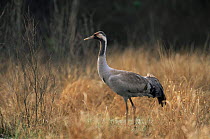 Common crane {Grus grus} Poleski National Park, Poland, Europe.
