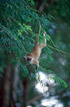 Playful Vervet monkey in tree (Chlorocebus / Cercopithecus aethiops) Samburu NR, Kenya