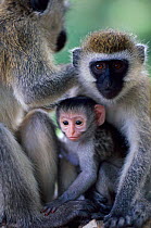 Vervet monkey family portrait {Cercopithecus aethiops} Samburu National Reserve, Kenya