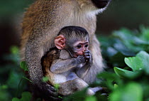 Baby Vervet monkey portrait (Chlorocebus / Cercopithecus aethiops) Samburu NR, Kenya