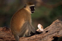 Vervet monkey eating a mushroom (Chlorocebus / Cercopithecus aethiops) Samburu NR, Kenya