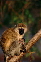 Mother and baby Vervet monkey (Chlorocebus / Cercopithecus aethiops) Samburu NR, Kenya