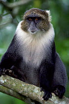 Sykes monkey {Cercopithecus albogularis} portrait, Mt Kenya, Kenya, East Africa