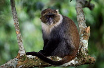 Sykes monkey {Cercopithecus albogularis} in tree Mt Kenya, Kenya, East Africa