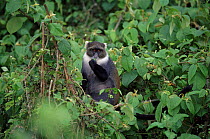 Sykes monkey eating leaves {Cercopithecus albogularis} Mt Kenya, Kenya, East Africa