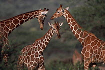 Group of three Reticulated giraffes {Giraffa camelopardalis reticulata}, Samburu NR, Kenya