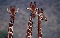 Three Reticulated giraffe {Giraffa camelopardalis reticulata} head and necks,  Samburu NR, Kenya