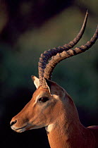 Head profile of male Impala {Aepyceros melampus}, Samburu National Reserve, Kenya