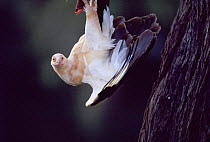 Palm nut vulture feeding upside down {Gypohierax angolensis}, Samburu National Reserve, Kenya