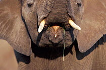 Close-up of young African elephant mouth, Kenya