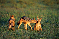 Black backed jackals playing {Canis mesomelas}, Masai Mara, Kenya