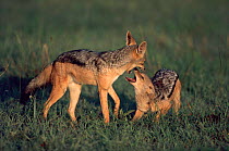 Black backed jackals play fighting, one in submissive pose, Masai Mara Game Reserve, Kenya