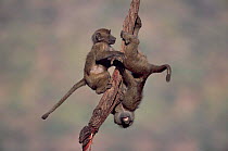 Young Olive baboons playing on branch, Samburu National Reserve, Kenya