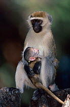 Vervet monkey (Chlorocebus / Cercopithecus aethiops) feeding baby, Samburu Reserve, Kenya