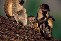 Baby Vervet monkey with adults (Chlorocebus / Cercopithecus aethiops) Samburu National Reserve, Kenya