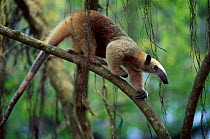 Southern tamandua (or Lesser Anteater) native to South America