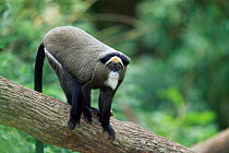 De Brazza's monkey {Cercopithecus neglectus} native to West Africa
