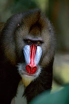 Male Mandrill head portrait, native to West Africa
