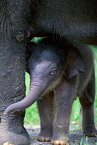 Baby Indian elephant with adult