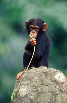 Juvenile Chimpanzee portrait