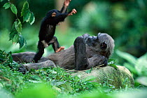Young Chimpanzee playing with adult