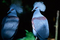 Two Blue crowned pigeons  {Goura cristata} vulnerable species native to Asia,