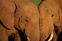 Two affectionate adult African elephants touching heads, Masai Mara Game Reserve, Kenya