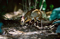 Lesser Malay mouse deer {Tragulus javanicus} native to Asia