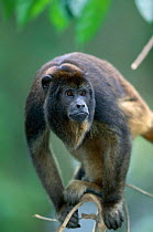 Black howler monkey portrait, native to South America
