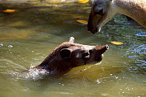Baby Brazilian tapir swimming {Tapirus terrestris} native to South America