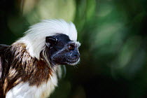 Head profile of Cottontop tamarin {Saguinus oedipus} endangered species native to South America