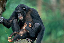 Chimpanzee baby watching adult playing with twig