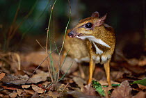 Lesser Malay mouse deer portrait {Tragulus javanicus} native to Asia
